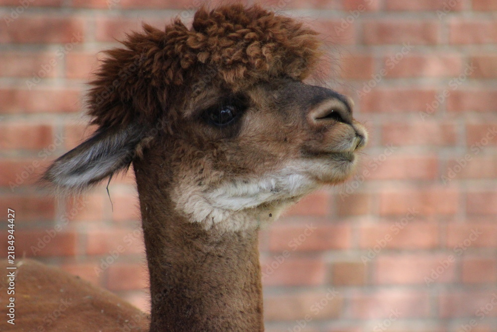 Fototapeta premium Alpaca / Lama hanging at the Pittsburgh Zoo and Aquarium
