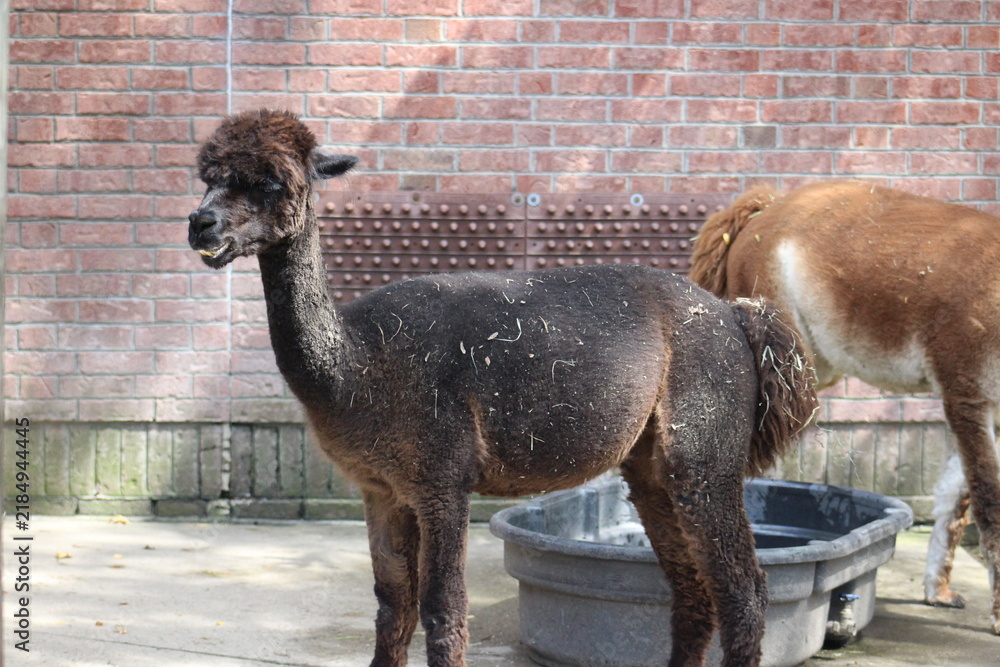 Fototapeta premium Alpaca / Lama hanging at the Pittsburgh Zoo and Aquarium