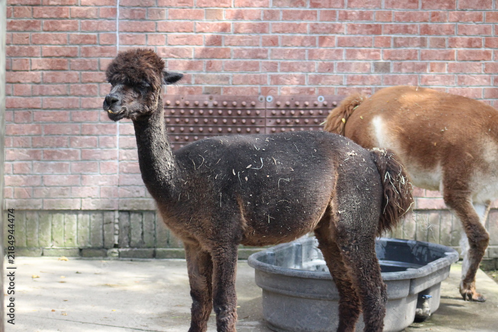 Fototapeta premium Alpaca / Lama hanging at the Pittsburgh Zoo and Aquarium