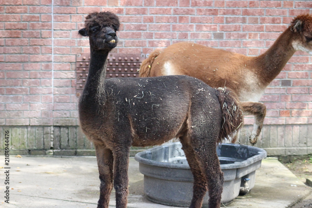 Fototapeta premium Alpaca / Lama hanging at the Pittsburgh Zoo and Aquarium