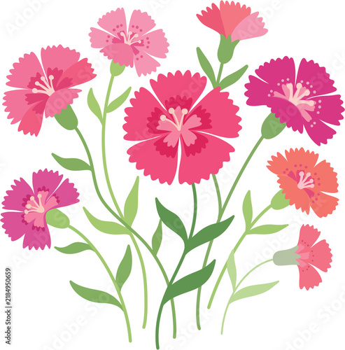 Colorful carnation bouquet vector illustration