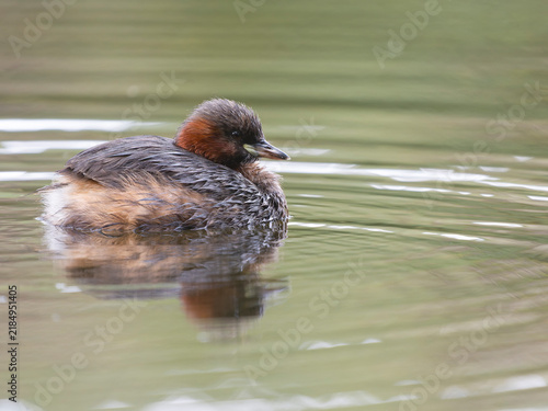 Little-grebe or dabchick, Tachybaptus ruficollis