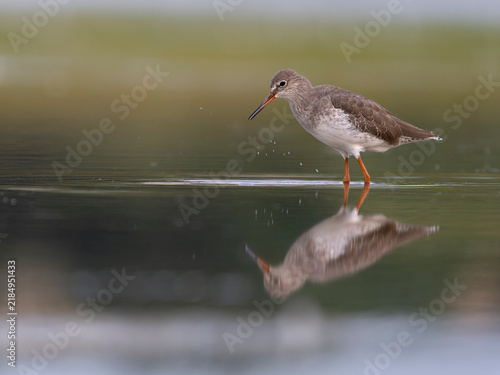 Redshank, Tringa totanus
