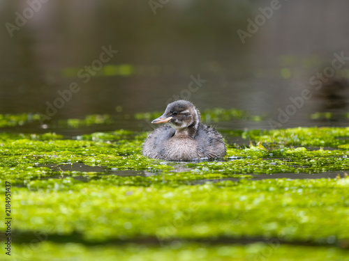Little-grebe or dabchick, Tachybaptus ruficollis