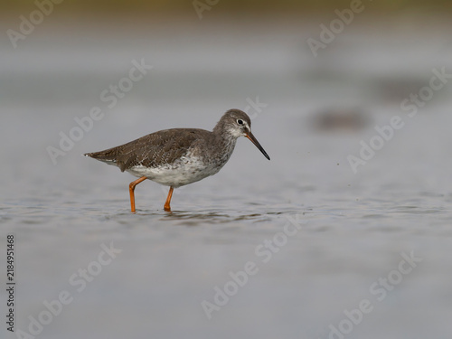 Redshank, Tringa totanus