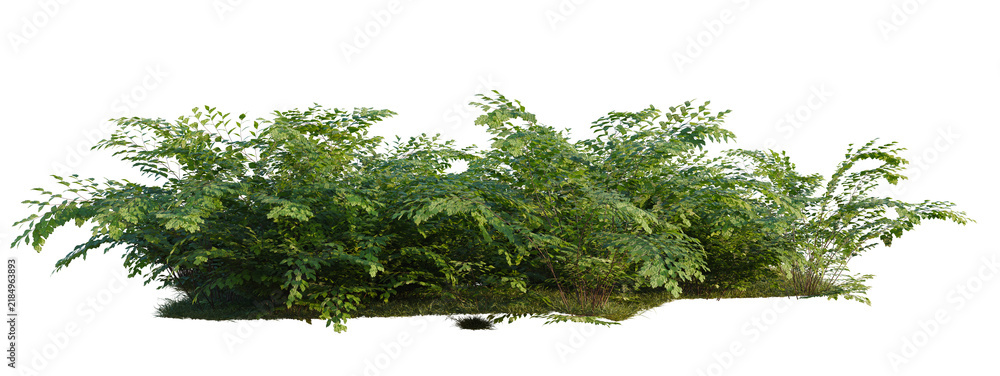 Obraz premium Adiantum aethiopicum tree shrub, plant bush, cutout, isolate transparent background, Dense Lush Green Shrubbery with Mossy Base, Perfect for Landscape Design and Nature Elements