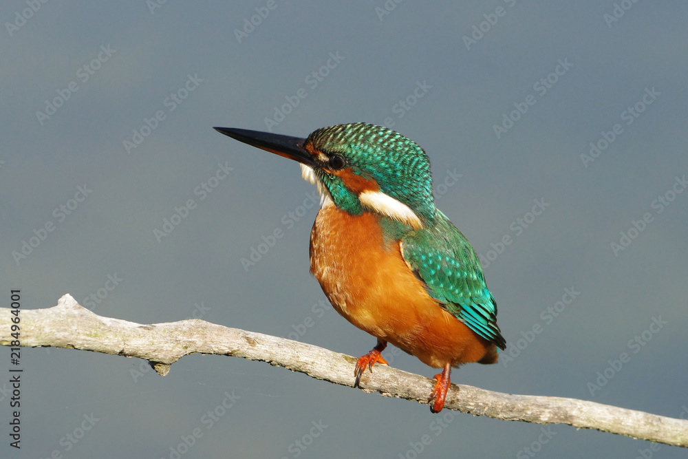 Fototapeta premium Common kingfisher Alcedo atthis perched on a branch