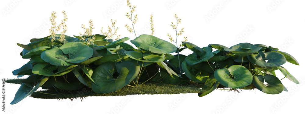 Obraz premium Ligularia tussilaginea Gigantea tree shrub, plant bush, cutout, isolate transparent background, Lush green aquatic plants with delicate flower spikes - ideal for nature themed designs and backgrounds.