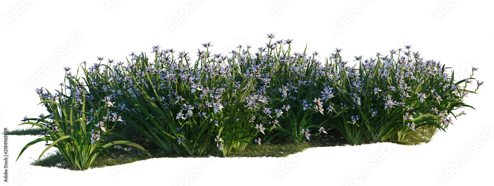 Obraz premium Neomarica gracilis tree shrub, plant bush, cutout, isolate transparent background, Detailed Purple Iris Flower Patch with Lush Green Foliage on a Transparent Background PNG