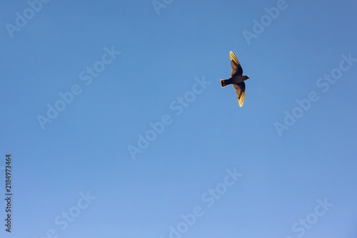 Bild auf Leinwand A swift flies high in the clear blue sky