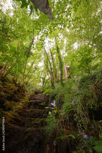 A low angle view of a lush green forest canopy above a small waterfall flowing over moss-covered dark rocks. A single purple flower blooms in the foreground grass.