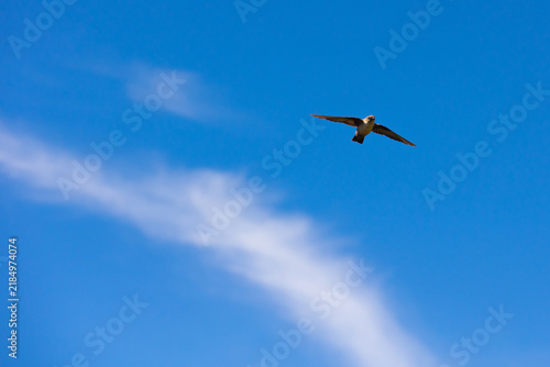 A small brown bird glides gracefully through a vibrant blue sky. A single wispy cloud trails diagonally across the clear open space in the background of the scene.