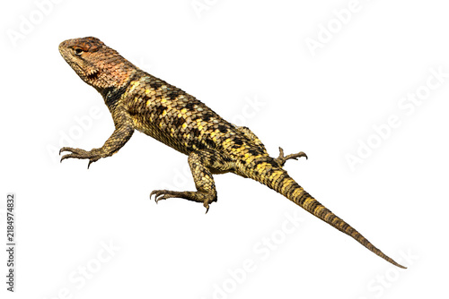 Konstfotografi Desert Spiny Lizard (Sceloporus magister) Photo, on a Transparent