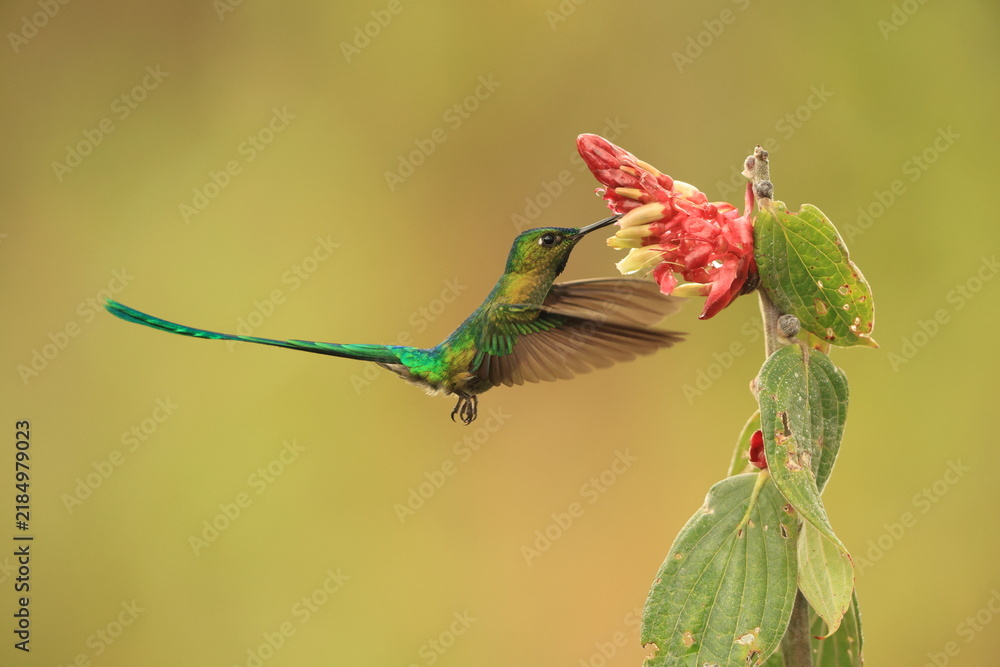 Obraz premium The long-tailed sylph (Aglaiocercus kingii mocoa) is a species of hummingbird in the 