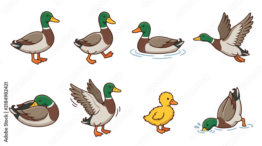 Obraz premium Mallard ducks and a duckling in a set of character illustrations, showing different actions like walking, swimming, flying, preening, and feeding, perfect for children's media and wildlife themes