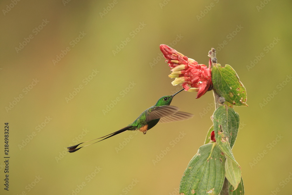 Obraz premium The Peruvian racket-tail (Ocreatus peruanus) is a species of hummingbird in the 