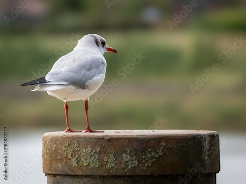 фотографія Black-headed gull (Chroicocephalus ridibundus) in winter plumage, perched on post, Halling, Kent, UK