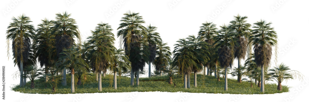 Obraz premium Brahea armata tree line, Forest Edge, Backdrop cutout, isolate transparent background, Dense Cypress Trees in a Swampy Landscape - A Detailed Scenic View for Your Project