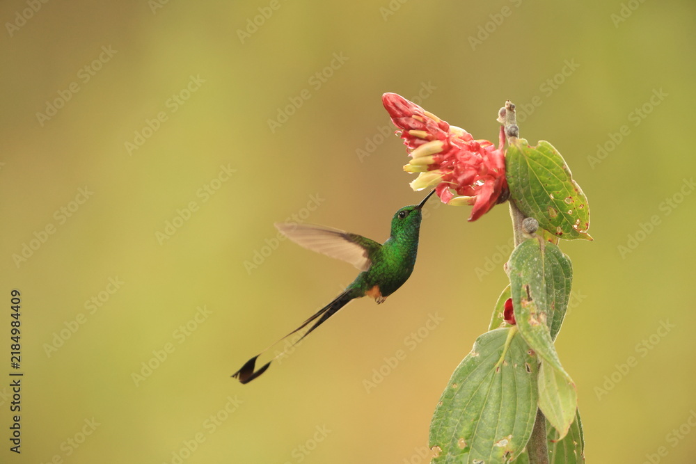 Obraz premium The Peruvian racket-tail (Ocreatus peruanus) is a species of hummingbird in the