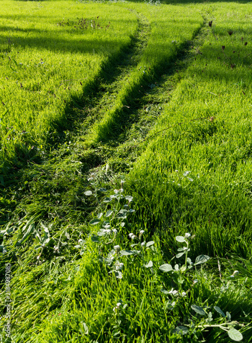 trace roues dans l'herbe