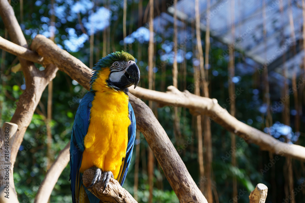 Obraz premium Blue-and-yellow macaw perched on a branch in a natural setting