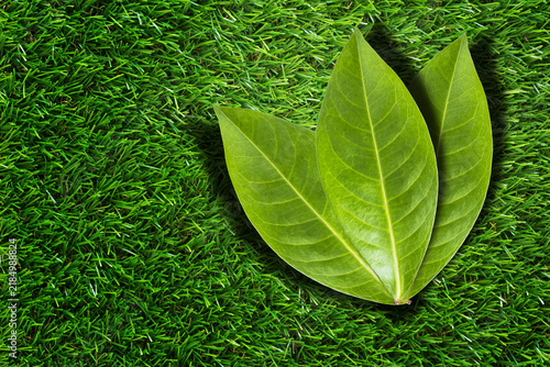 Three green leaves on grass concept of unity and teamwork