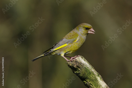 фотографія European greenfinch (Chloris chloris) perched on a mossy wooden branch in a fore