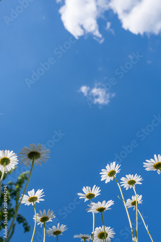 Oxeye daisies viewed from below, looking up at the  sky.