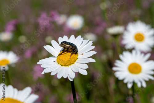A large beetle on a flower