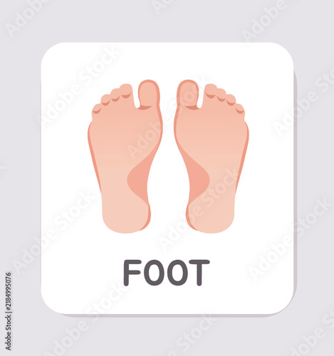 Bild auf Leinwand Human feet illustration with the word FOOT on an educational flashcard for anato