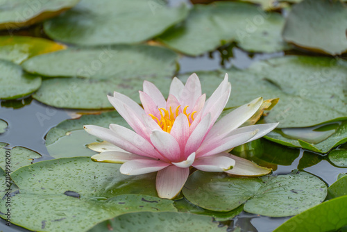 Obraz na plátně A soft pink water lily flower with a bright yellow center blooms fully open among green lily pads dotted with rain droplets