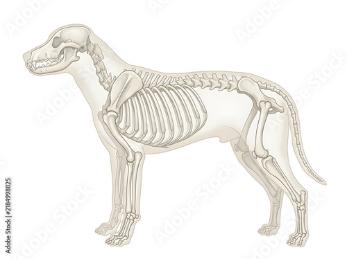 Anatomical illustration of a dog skeleton isolated on transparent background