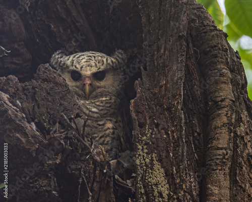 White Bellied eagle owl juvenile