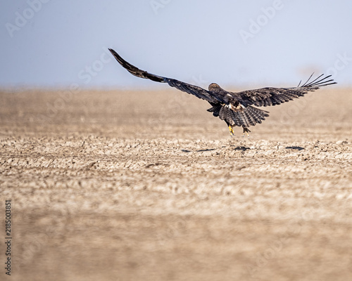 A Steppe eagle flying with vertical wings