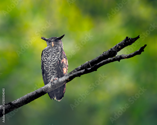 White Bellied eagle owl