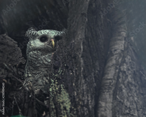 White Bellied eagle owl