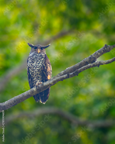 White Bellied eagle owl