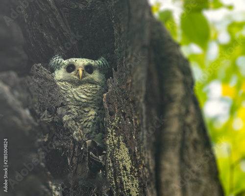 White Bellied eagle owl juvenile