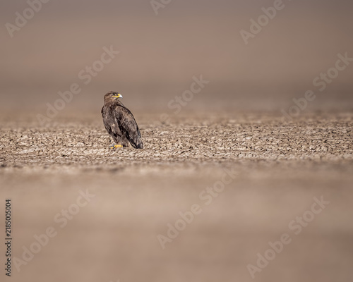 A Steppe eagle