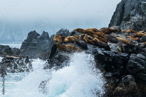 Quadro su tela Pacific Ocean, seals, fog, animal, mammal, rocks, Kamchatka