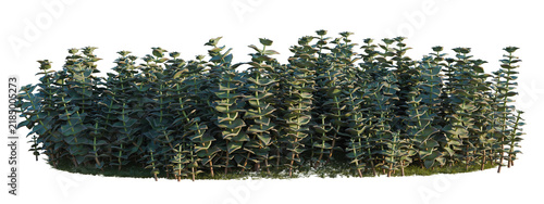 Bild auf Leinwand Crassula perforata tree shrub, plant bush, cutout, isolate transparent background, Dense collection of lush eucalyptus plants in a vibrant green garden setting, perfect for landscaping design