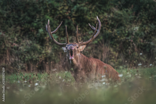 View of a majestic red deer stag with large antlers calling out in a meadow surrounded by lush greenery in Civitella Alfedena, Abruzzo, Italy.
