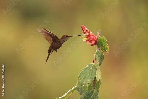 The bronzy inca (Coeligena coeligena obscura) is a species of hummingbird in the 