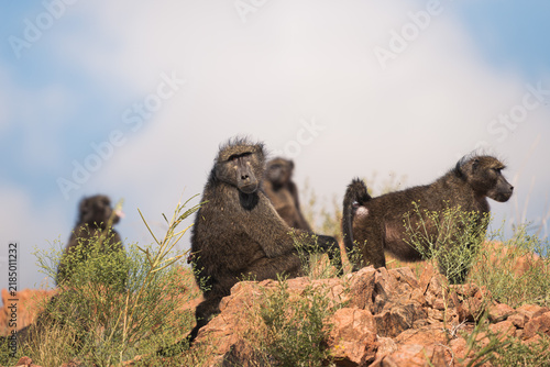 Obraz na plátne Baboon troop resting on a red rock outcrop