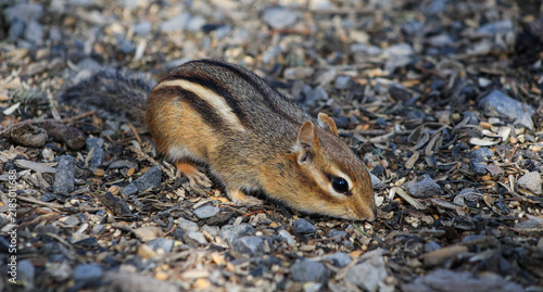 Eastern Chipmunk Foraging for Seeds on the Forest Floor in Spring