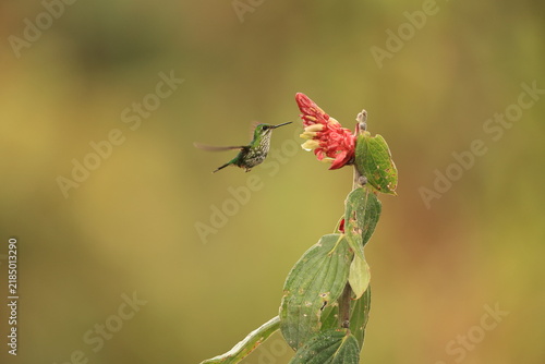 The Peruvian racket-tail (Ocreatus peruanus) is a species of hummingbird in the 