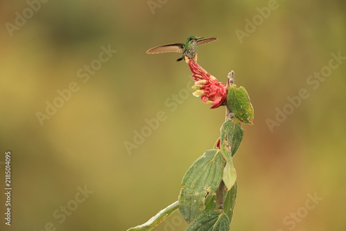 The Peruvian racket-tail (Ocreatus peruanus) is a species of hummingbird in the 