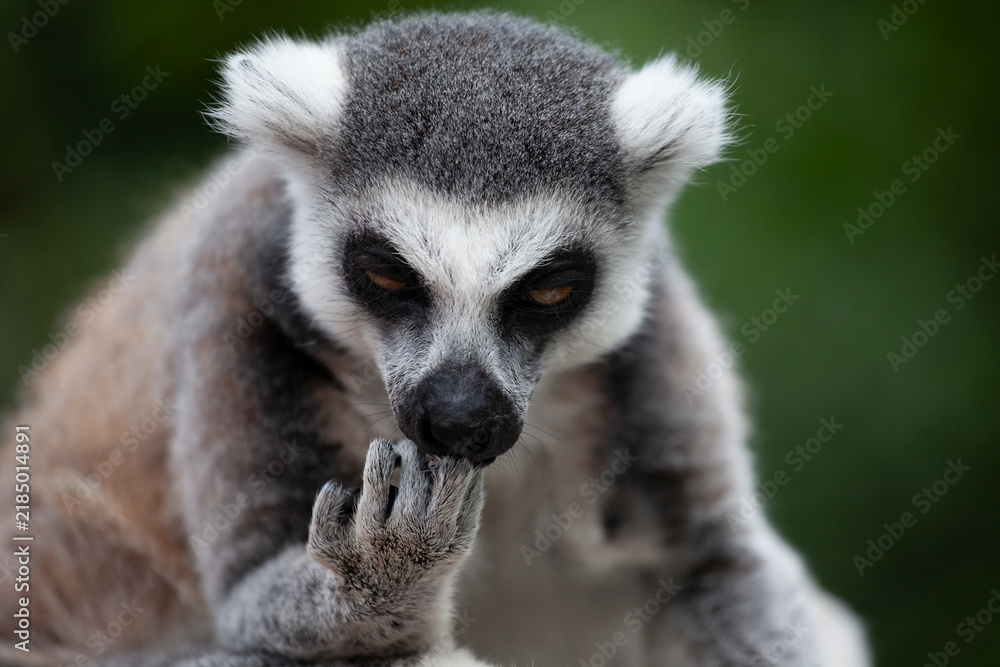 Obraz premium A portrait of a lemur against a green background, close‑up