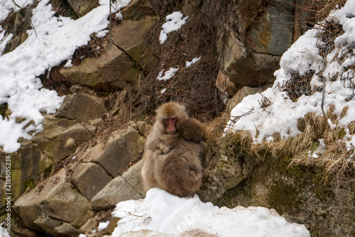 Canvastavla Japanese macaque monkey embracing baby among snowy rocks, Jigokudani, Japan
