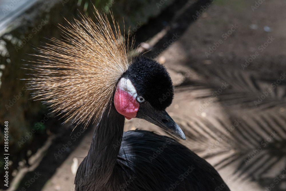 Fototapeta premium A striking close-up captures the Black Crowned Crane, showcasing its unique golden head feathers and vibrant pink skin pouch on its cheek.